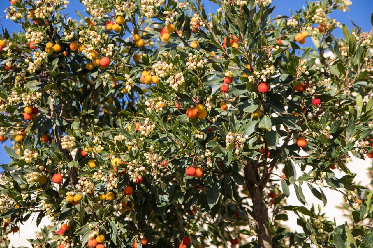 Masseria Lilei Lizzanello Εξωτερικό φωτογραφία