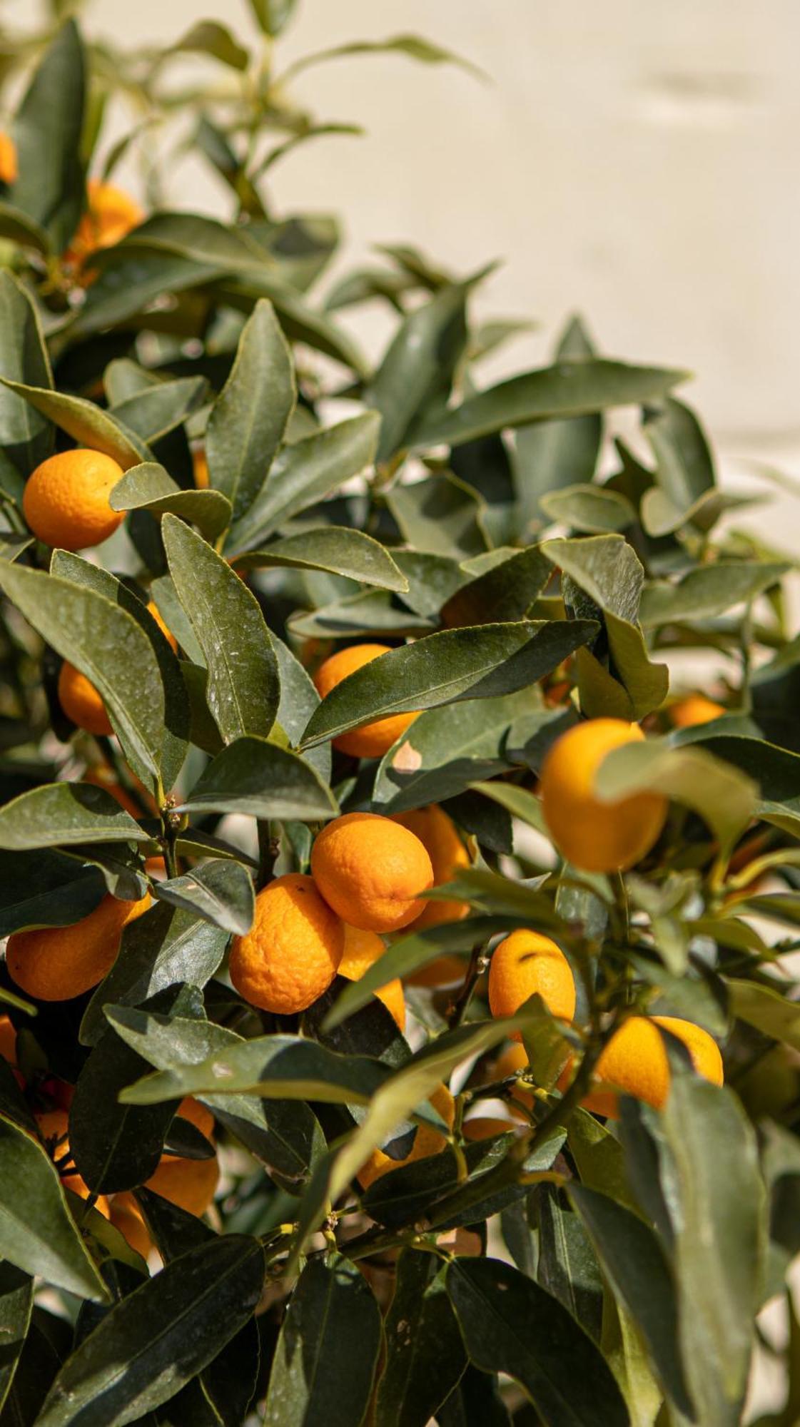 Masseria Lilei Lizzanello Εξωτερικό φωτογραφία